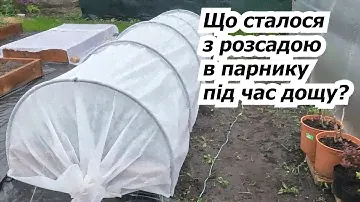 Наш міні-парник з агроволокна під дощем! Що з розсадою? Вкриваємо плівкою.