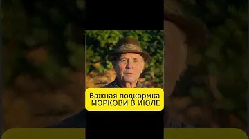 Сладкая и ровная морковь. Подкормка в середине лета.  #дача #огород #морковь #шортс