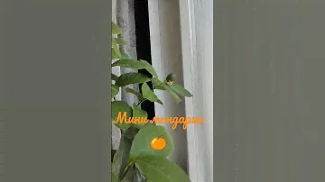 Мини мандарин 🍊 саженцы из питомника Крымский дачник 👍#саженцы#сад #цитрус #мандаринки