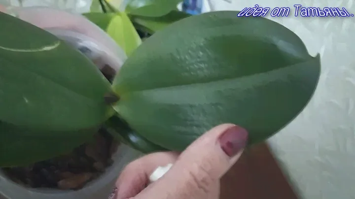 Новинка новый спрей от вредителей и удобрение 2в1.