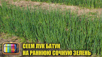 РАННЯЯ ВЕСЕННЯ СОЧНАЯ ЗЕЛЕНЬ ЛУКА ИЗ СЕМЯН! СЕЕМ ЛУК БАТУН