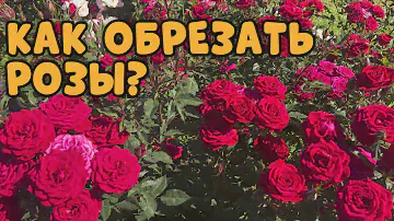 СРОЧНО ОБРЕЗАЕМ РОЗЫ! Как и когда обрезать розы летом?